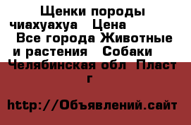 Щенки породы чиахуахуа › Цена ­ 12 000 - Все города Животные и растения » Собаки   . Челябинская обл.,Пласт г.